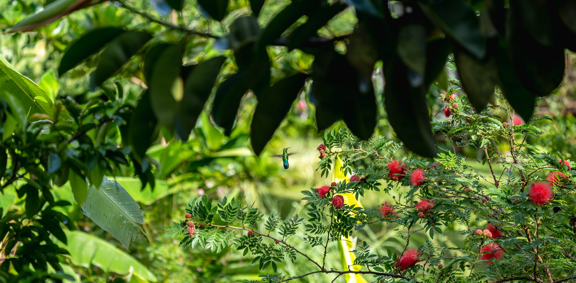 photo of hummingbird in the gardens of Finca Victoria in Vieques, Puerto Rico